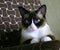 Beautiful snow-footed Siamese cat