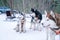 Beautiful snow husky dogs in the snow