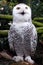 Beautiful snow owl