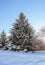 Beautiful snow pines trees, mountains, french alpes