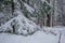 Beautiful snow trees in winter forest.