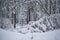 Beautiful snow trees in winter forest.