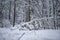 Beautiful snow trees in winter forest.