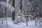 Beautiful snow trees in winter forest.