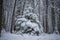 Beautiful snow trees in winter forest.