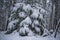 Beautiful snow trees in winter forest.