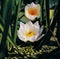 Beautiful snow-white lotus flowers in a pond among sedge and duckweed