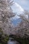 Beautiful snowcapped volcano Mt.Fuji against cherry blossom sakura blooming at attractive place Omiya bridge