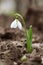 Beautiful snowdrop blooming in field. First spring flowers