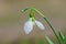 Beautiful snowdrop with bokeh background