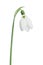 Beautiful Snowdrop flower