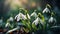 Beautiful snowdrop flower delicate fabulous blooming fragrant romantic creative