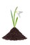 Beautiful snowdrop flower grouth in soil isolated