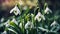 Beautiful snowdrop flower plant banner blooming fragrant romantic creative floral