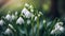 Beautiful snowdrop flower plant banner blooming romantic creative floral