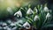 Beautiful snowdrop flower plant romantic blooming fragrant romantic creative floral