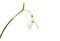 beautiful snowdrop flower white isolated