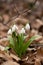 Beautiful snowdrop flowers