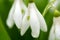 Beautiful snowdrop flowers