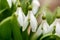 Beautiful snowdrop flowers