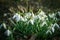 Beautiful snowdrop flowers Galanthus nivalis at spring.