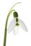 Beautiful snowdrop isolated on white. Spring flower