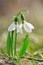 Beautiful snowdrop on sunny spring forest glade.