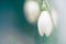 Beautiful snowdrops bloom in early spring