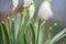 Beautiful snowdrops bloom in early spring