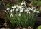 Beautiful Snowdrops, Galanthus, growing in woodland in winter in the UK.