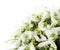 Beautiful snowdrops isolated on a white background