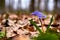 Beautiful snowdrops Scilla siberica Siberian squill or wood squill in spring time in forest on the fallen leaves background