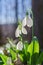 Beautiful snowdrops on sunny spring forest.