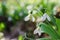 Beautiful snowdrops on sunny spring forest.