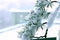 Beautiful snowed pine tree branch. Use for Beautiful Natural morning background or wallpaper