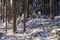 Beautiful snowy boeal forest in Europe
