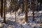 Beautiful snowy boeal forest during a sunny day