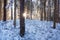 Beautiful snowy boeal forest during a sunny winter day