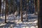 Beautiful snowy boeal forest during a sunny winter day in Estonia