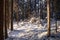 Beautiful snowy boreal forest during a sunny winter day