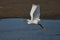 Beautiful snowy egret flapping its wings, flying over a dark lake and looking for a fishing spot