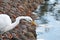 Beautiful Snowy Egret Walking Along Stones Looking For Small Fish