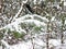 Beautiful   snowy  fir trees  in december forest