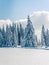 Beautiful snowy fir trees in frozen mountains landscape in sunset. Christmas background with tall spruce trees covered with snow.