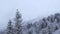 Beautiful snowy forest with morning fog over the trees. Christmas trees