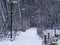 Beautiful snowy forest road with unlit lampposts, winter season in the woods, snow forest scenery