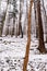 Beautiful snowy forest, wintertime walk in Polish mountains