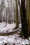 Beautiful snowy forest, wintertime walk in Polish mountains