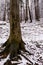 Beautiful snowy forest, wintertime walk in Polish mountains