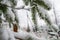 Beautiful snowy forest, wintertime walk in Polish mountains